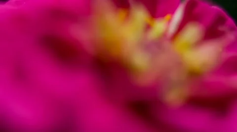 Zinnia Flower. Close Up. Macro. Stockbeeldmateriaal 49700887