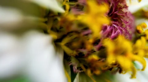 Zinnia Flower. Close Up. Macro. Stockbeeldmateriaal 49704945