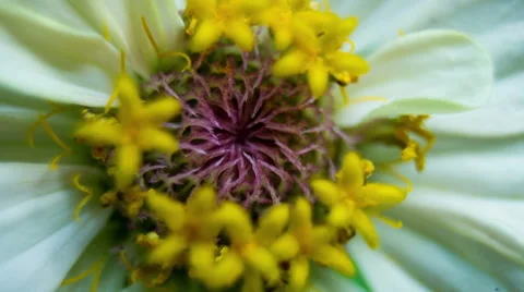 Zinnia Flower. Close Up. Macro. Stockbeeldmateriaal 49705018