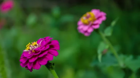 Zinnia Flower. Stockbeeldmateriaal 49700958