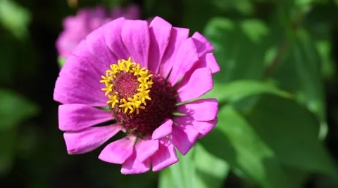 Zinnia flower Stock Footage 67817851