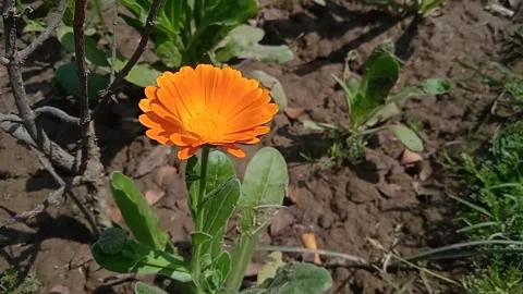 Zinnia flower Video stock 149933996
