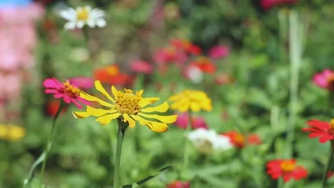 Zinnia flower Stock Footage 205349079