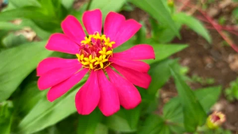 Zinnia flower Stock Footage 211804531