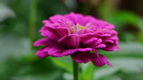 Zinnia flower Stock Footage 221649254