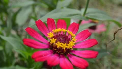 Zinnia flower Stockbeeldmateriaal 224255186