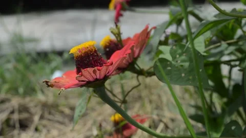 Zinnia flower Stock Footage 224258035