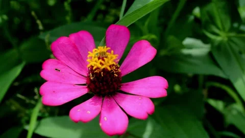 Zinnia Flower Video stock 229603453