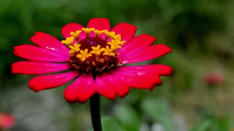 Zinnia flower Video stock 229603457
