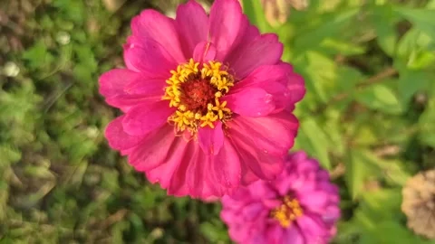 Zinnia flower Vídeo Stock 243153323