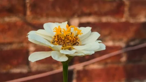 Zinnia flower Stockbeeldmateriaal 246609876