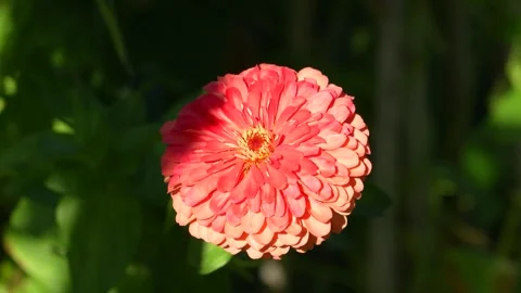 Zinnia Flower Stock Footage 246877584