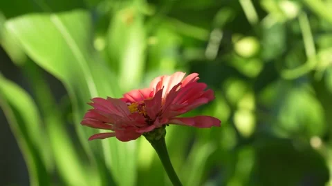 Zinnia Flower Stock Footage 246878101