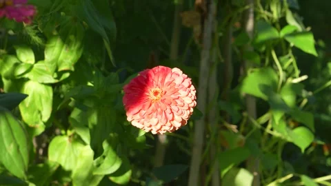 Zinnia Flower Stock Footage 246878108
