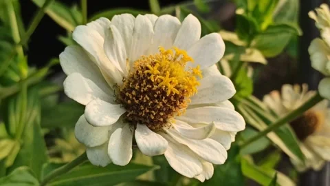 Zinnia flower Stockbeeldmateriaal 248198522