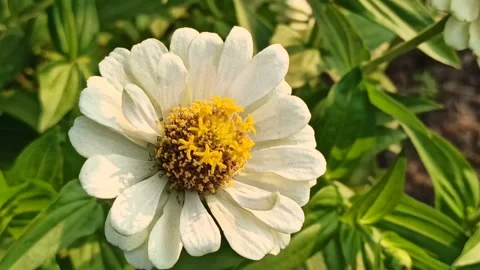 Zinnia flower Vídeo Stock 248198531
