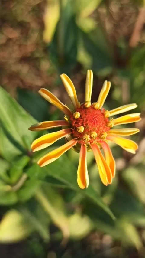 Zinnia flower Stock-Footage 255039333
