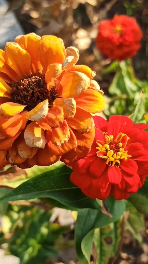 Zinnia flower Stock Footage 255039483