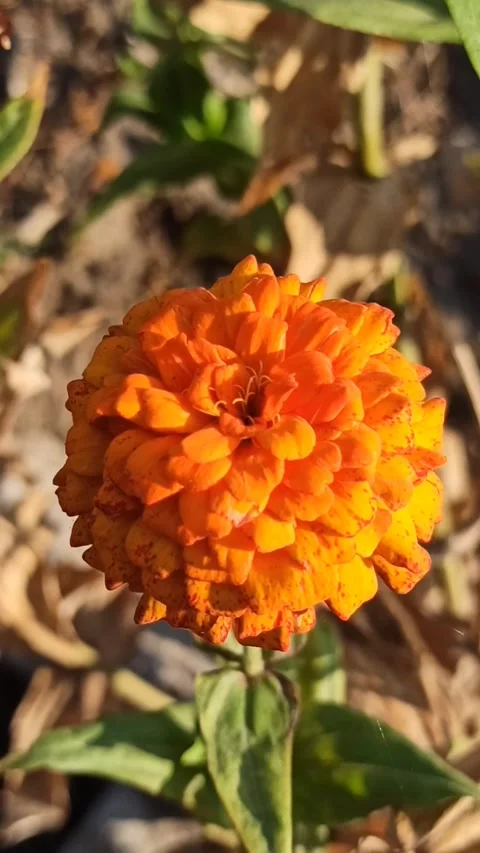 Zinnia flower Stock Footage 255039496