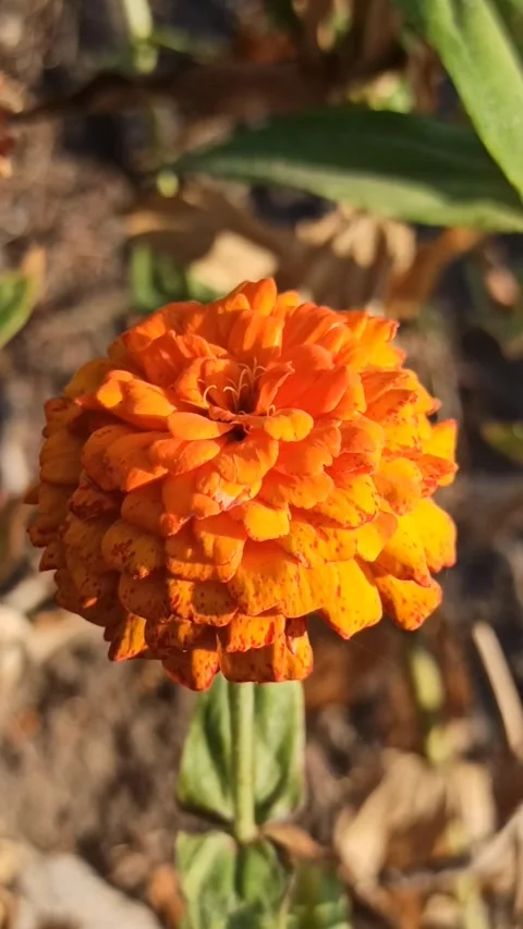 Zinnia flower Stock-Footage 255039547