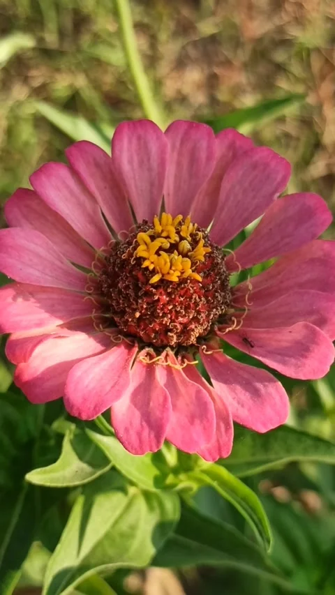 Zinnia flower Stock-Footage 255039548