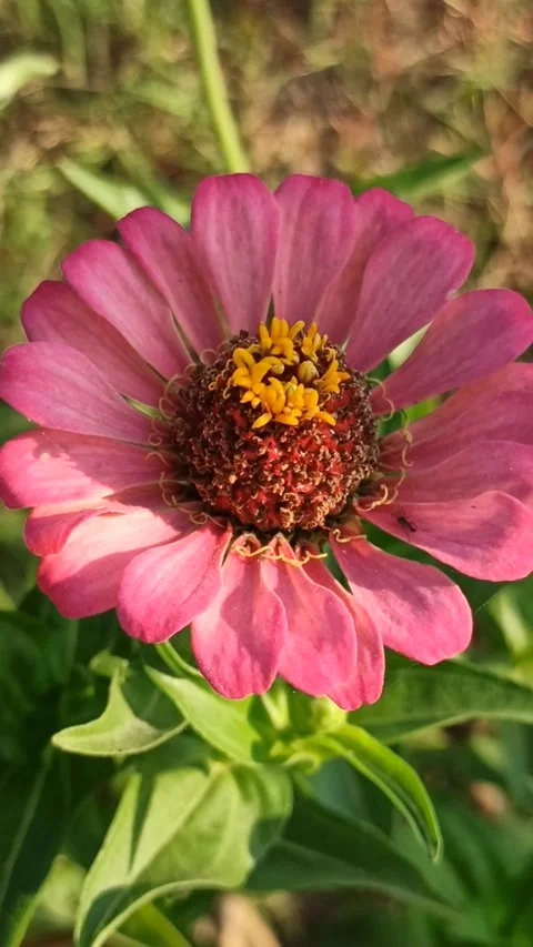 Zinnia flower Video stock 255039561