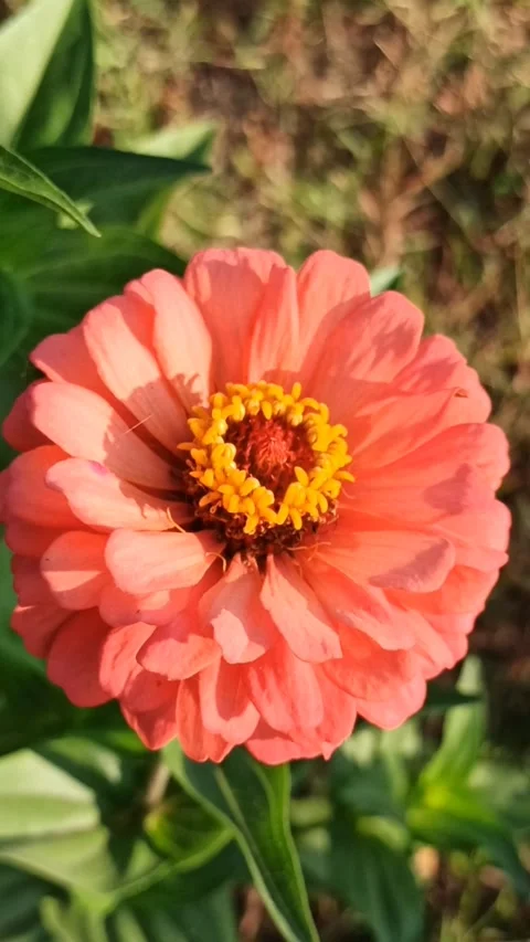 Zinnia flower Video stock 255039580