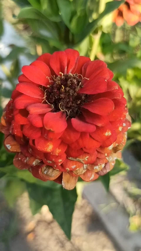 Zinnia flower Stock-Footage 255039619