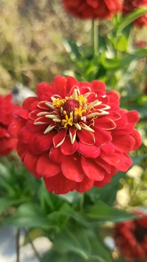 Zinnia flower Stock Footage 255039655