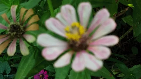 The Zinnia Flower Stockbeeldmateriaal 274423750