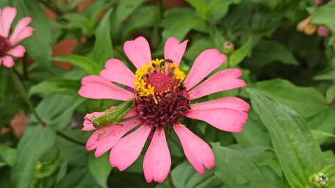 Zinnia flower Video stock 296054565