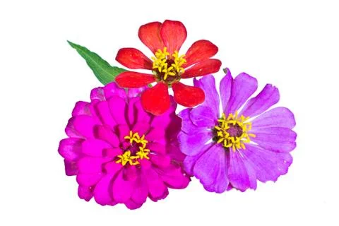 Zinnia flower isolated Stock Photos