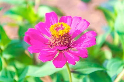 Zinnia flower Stock Photos