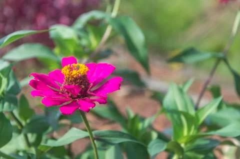 Zinnia flower Stock Photos