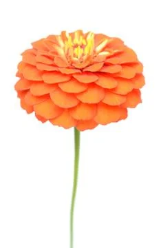 Zinnia flower Stock Photos