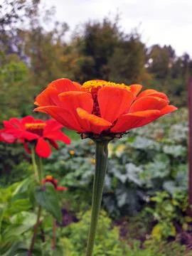 Zinnia flower Stock Photos