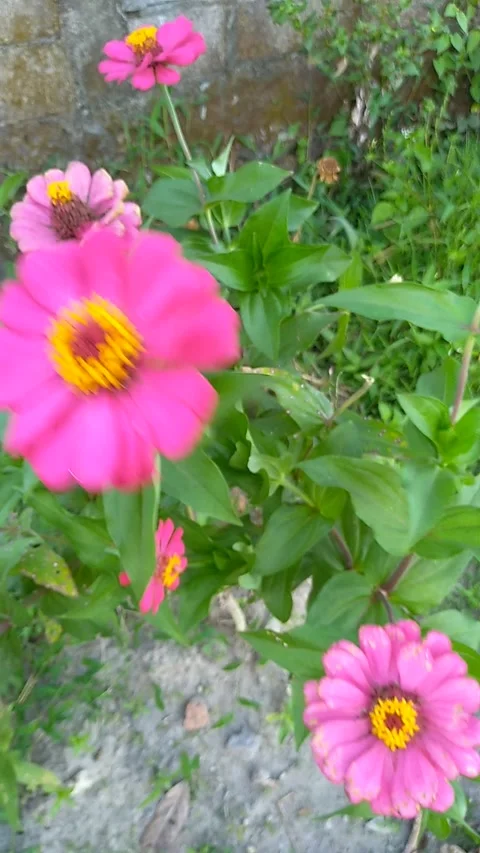 Zinnia flowers 스톡 동영상 204119119