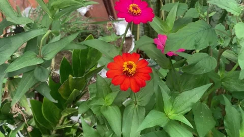 Zinnia flowers Stock Footage 220852258