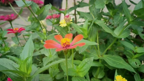 Zinnia flowers Stock Footage 261198896