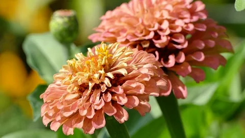 Zinnia Fully Double Flowered orange blooms in flower garden, closeup video sh Stock Footage 167605216