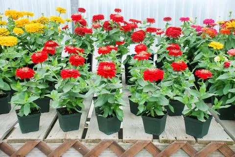 Zinnia growing in a pot with a shallow focus, dwarf zinnia Stock Photos