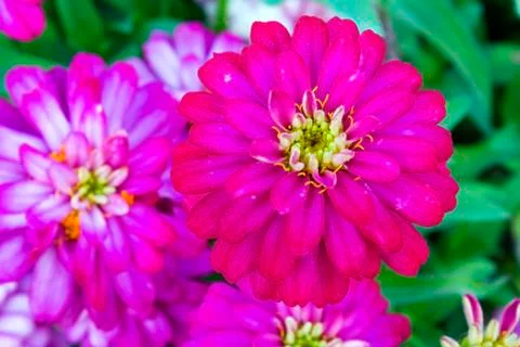 Zinnia Stock Photos
