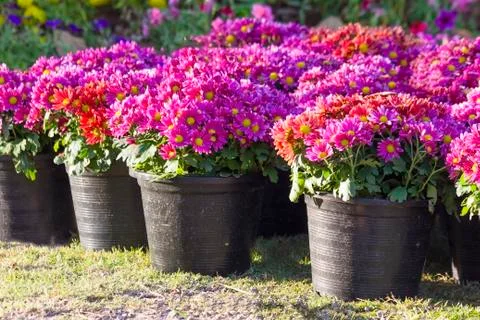 Zinnia Stock Photos