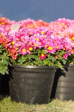 Zinnia Stock Photos