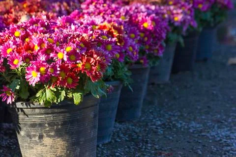Zinnia Stock Photos