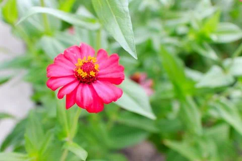 Zinnia Stock-Fotos