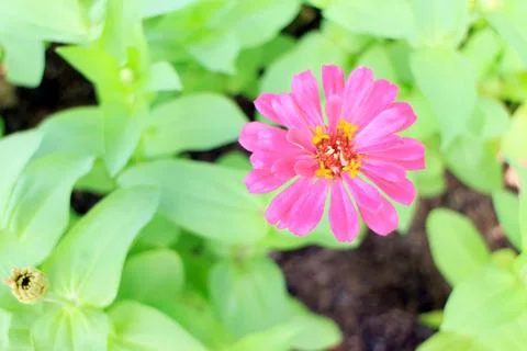 Zinnia Stock Photos