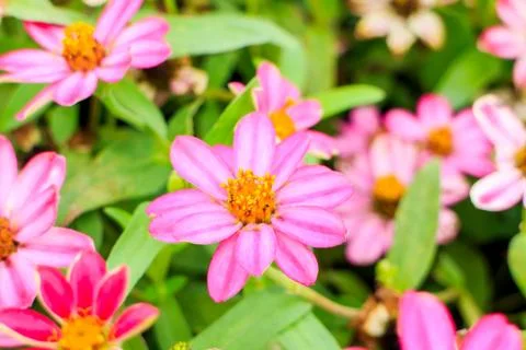 Zinnia Foto stock