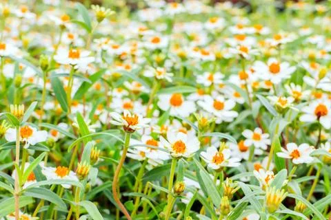 Zinnia Stock Photos