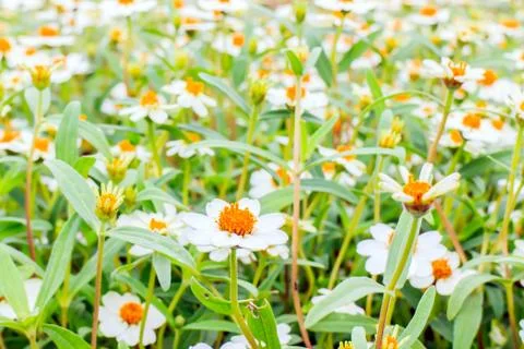 Zinnia Stock Photos
